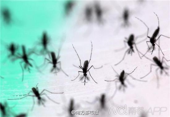 探秘世界最大蚊子工厂每周生产50万绝育雄蚊