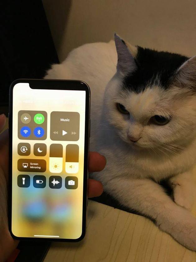qdruid表示:这台iPhone X的刘海方向跟他家猫的刚好反过来