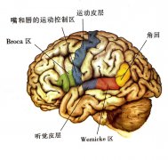 脑机接口的科幻表象与科学真相