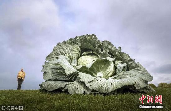 资料图：巨型卷心菜。