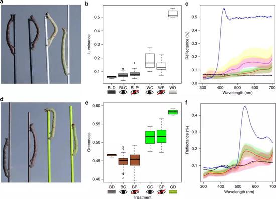 实验中被蒙上眼睛的和蒙上眼睛在完成拟态上没有差别 （图片来源：文献4）
