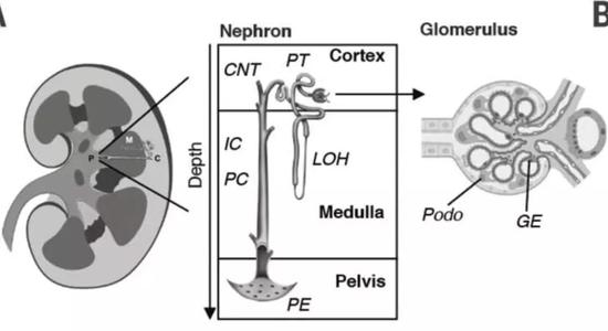 ▲肾的解剖结构，肾单位（nephron）是其基本功能单位（图片来源：参考资料[1]）