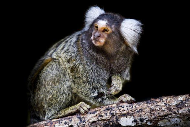 2014年一项研究表明，灵长类动物不仅会表达悲伤情绪，甚至一些个体会照顾濒临死亡的同伴，当时研究人员观察发现一只雌性狨猴从树上跌落下来，碰撞在地面上掩埋的硬物导致严重受伤，与它配对3年半的一只雄性狨猴立即赶来，一直照顾着受伤的同伴，直到两小时后受伤同伴死亡。