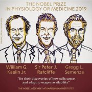 2019诺贝尔生理学或医学奖：氧气如何决定我们的命运