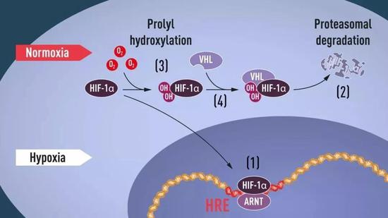 细胞响应低氧的分子机制。正常氧气条件下，低氧诱导因子HIF-1α被修饰反应添上了两个羟基（-OH），就能够被VHL识别并打上了“待分解”标签，从而被蛋白酶体分解。低氧情况下HIF-1α的羟基化反应无法发生不会被降解能在细胞中稳定存在，和ARNT组合成缺氧诱导因子HIF，能结合到特定的低氧应答元件（HRE），开启EPO类似基因的表达。（图片来源：https：//www.nobelprize.org/）