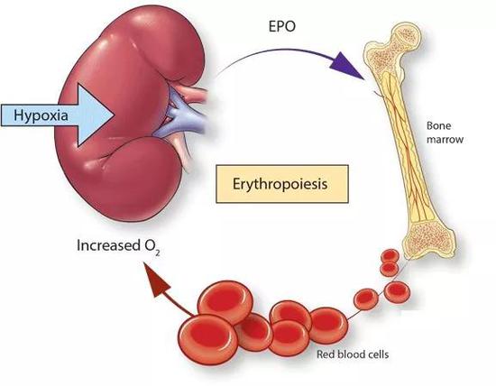  EPO调节红细胞生成示意图
