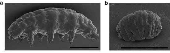 水熊虫的正常状态（左）和脱水状态（右）