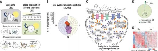 ▲蛋白的磷酸化水平受睡眠剥夺的影响（图片来源：参考资料[3]）