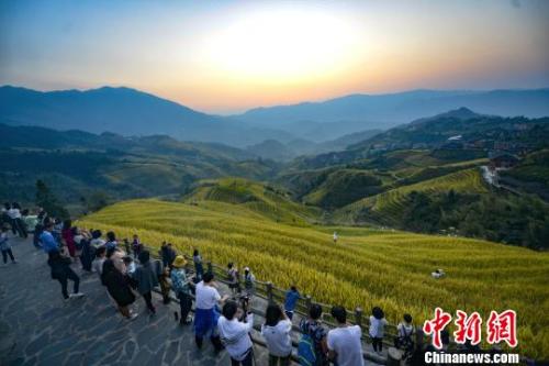 “十一”国庆假期,正值广西桂林市龙胜各族自治县龙脊梯田稻谷成熟时节,吸引众多游客旅游观光。 潘志祥 摄 “十一”国庆假期,正值广西桂林市龙胜各族自治县龙脊梯田稻谷成熟时节,吸引众多游客旅游观光。 潘志祥 摄