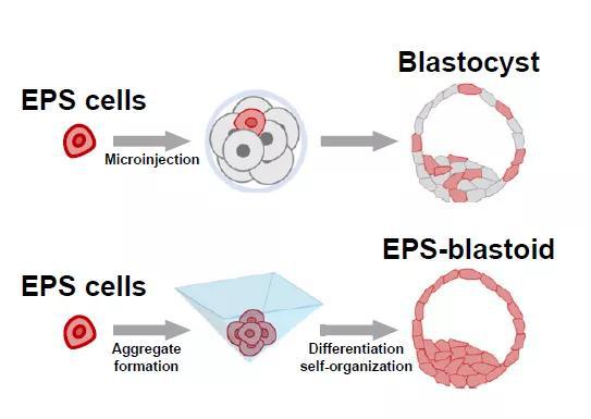 ▲EPS细胞可以发育成小鼠胚胎的多种细胞类型（上）；在特殊的分化系统中，它也能形成类囊胚的结构（下）（图片来源：参考资料[1]）