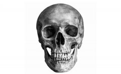 人类头骨遵循“黄金比例1.618”？解剖学家称荒谬
