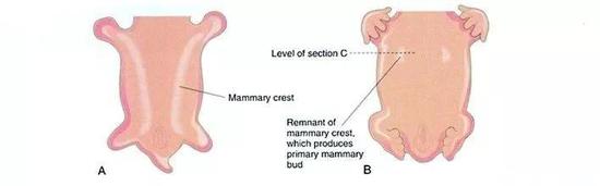 乳房发育示意图，A中白线为乳嵴，B中白线为乳头[5]