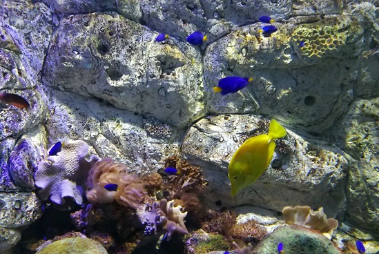 病毒式营销是什么?病毒营销案例 病毒式营销是什么?病毒营销案例