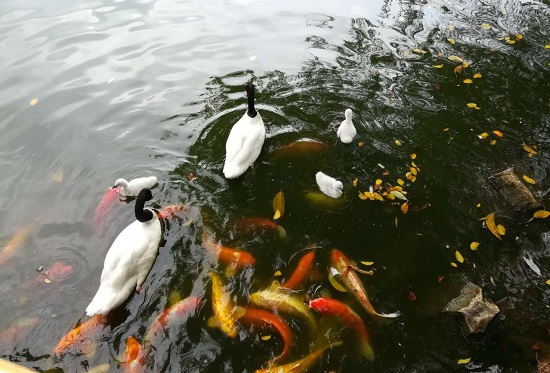 成功的网络营销案例分析 成功的网络营销案例分析