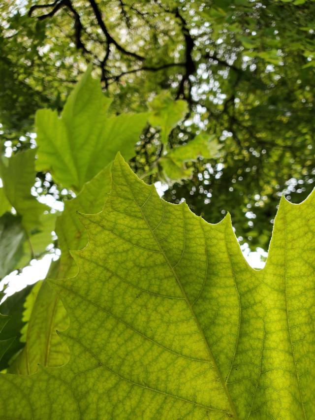 三星 Note 10+，硬件之王