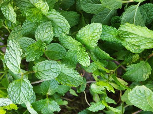 Redmi 8A评测：满足你对备用机的一切需求