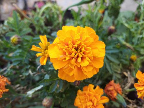 Redmi 8A评测：满足你对备用机的一切需求