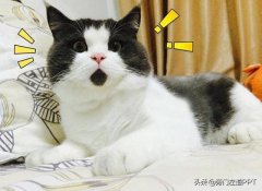 谷歌商店下载量超高的3个插件！网友：发现新世界，效率蹭蹭涨