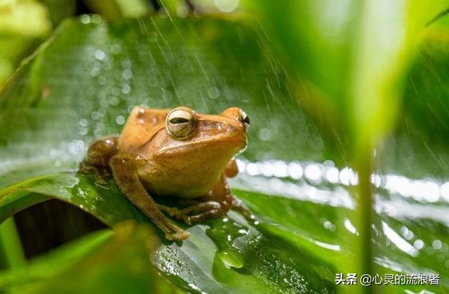 自然灾害来临前的预兆，动物们敏锐的反常行为