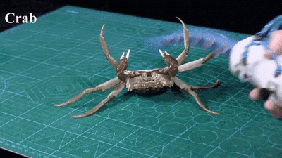 哈佛大学研发受章鱼启发的触手机器人，能轻松抓住活螃蟹