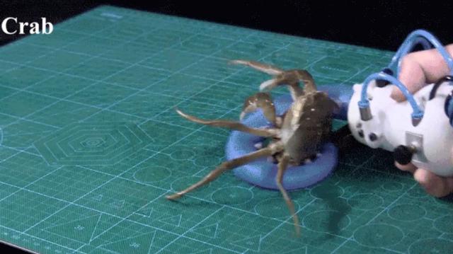哈佛大学研发受章鱼启发的触手机器人,能轻松抓住活螃蟹