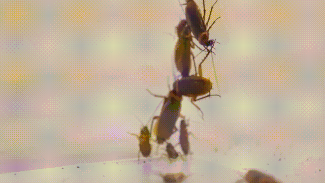 仿生机器人大揭秘，看它们天上飞、地上爬、水中游