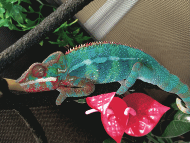 被福特选中的技术！MIT开发可编程墨水，让你的AJ“色随心变”