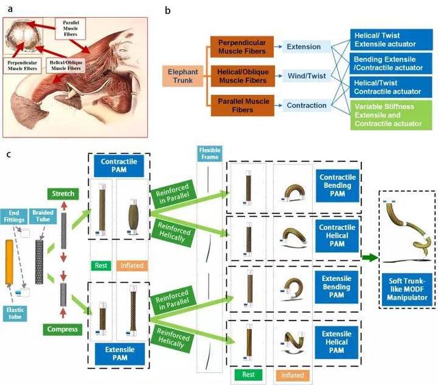 哈工大造出柔性机器人，人造肌肉能和象鼻一样灵活了！