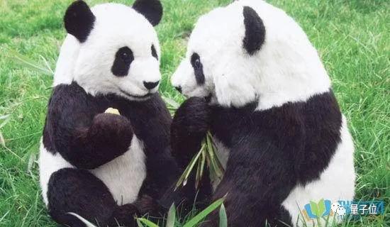 AI养熊猫，先从刷脸开始