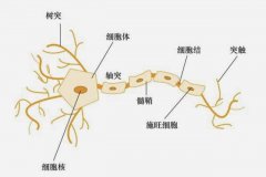 陈根：人工神经网络和你的大脑有什么区别？
