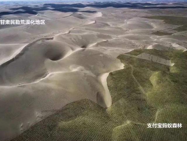 5亿用户的蚂蚁森林，如今有多少人真的还在种树？网友：感谢马云