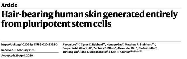 秃顶治愈有望！哈佛科学家培养出可以长出毛发的皮肤类器官