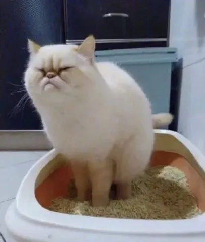 “大师的棋局着实难到我了,当真无解吗?”哈…注定要输钱了吗