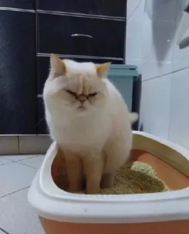 “大师的棋局着实难到我了,当真无解吗?”哈…注定要输钱了吗