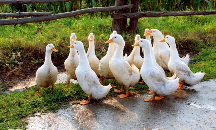 人均每天刷短视频110分钟的背后,只有割韭菜和被割之分!