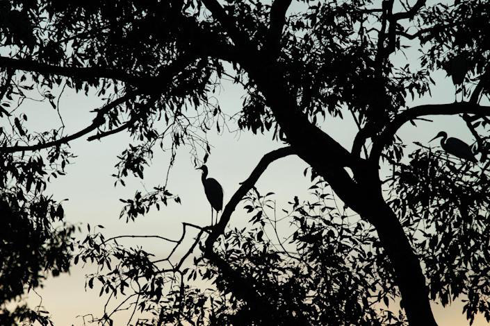 环保组织称企业依靠植树等措施弥补而非削减碳排放